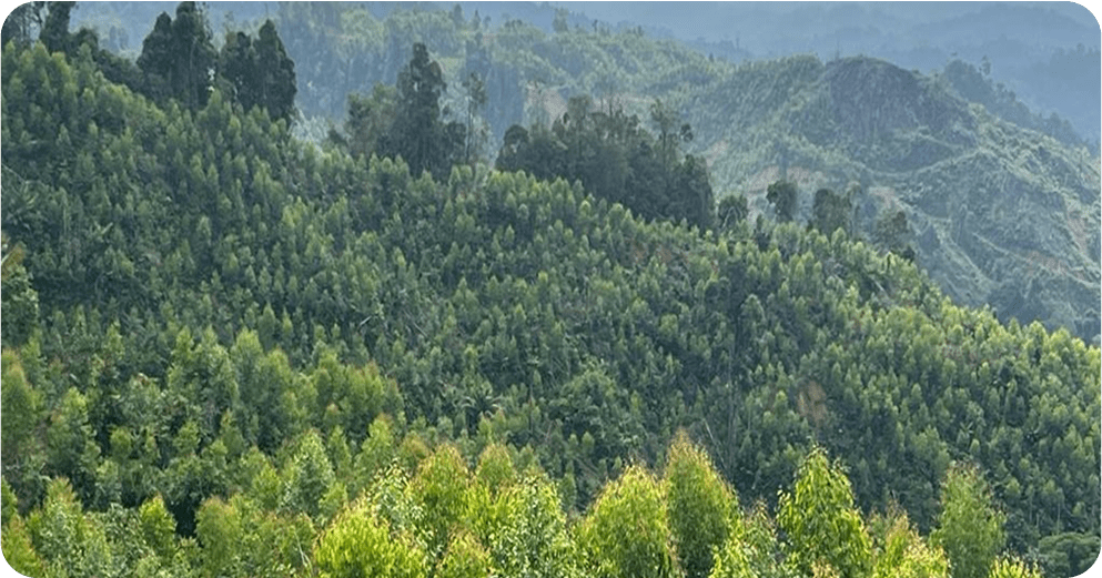 reforestation for long-term renewable raw material supply
