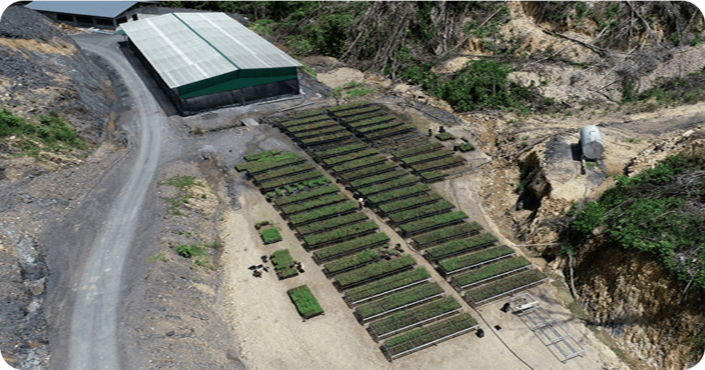 Eucalyptus plantation for sustainable cultivation