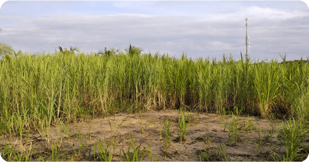 Napier grass plantation